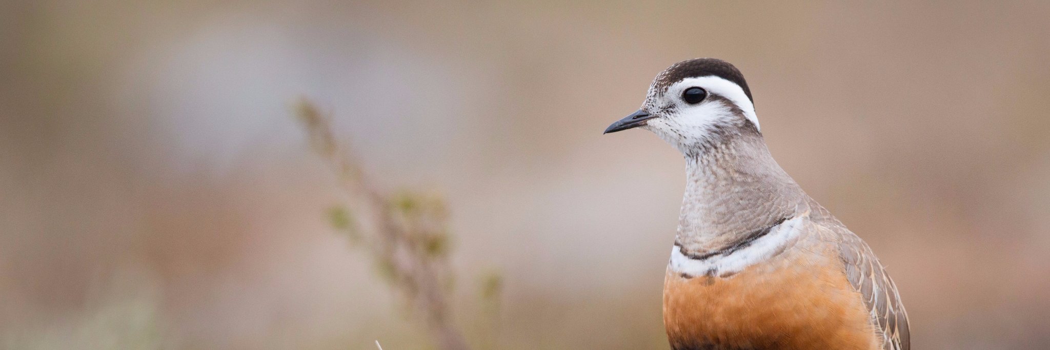 eBird's banner