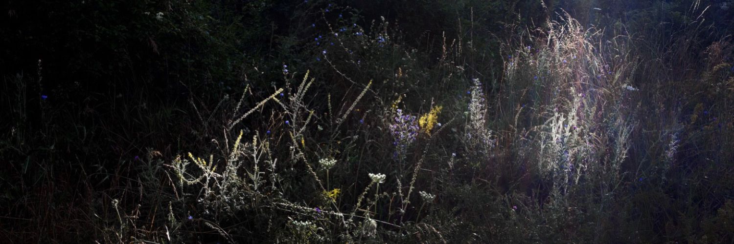 𝒊𝒍𝒂𝒓𝒊𝒂 𝒄𝒐𝒏𝒅𝒊𝒛𝒊𝒐𝒏𝒂𝒕𝒂's banner