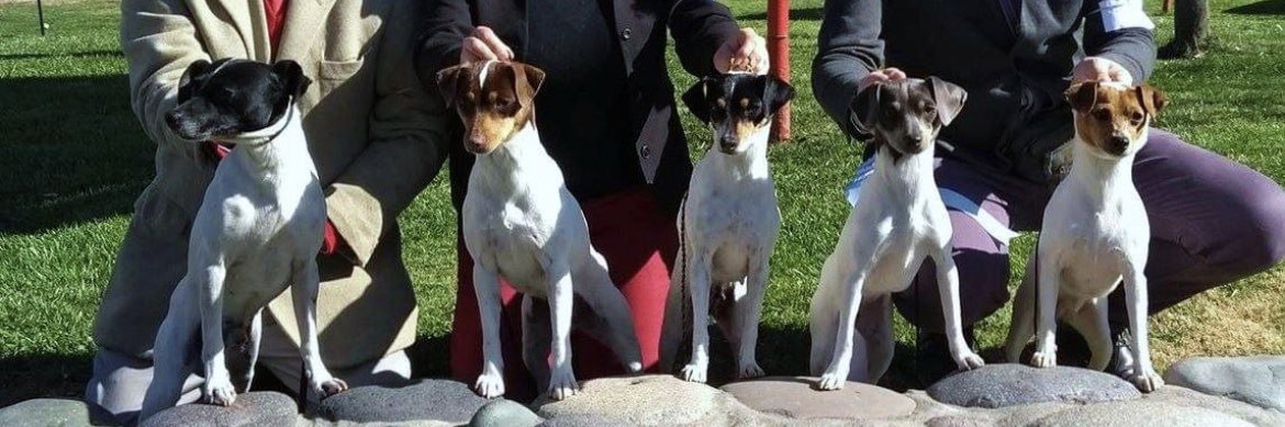Terrier Chileno 🇨🇱's banner