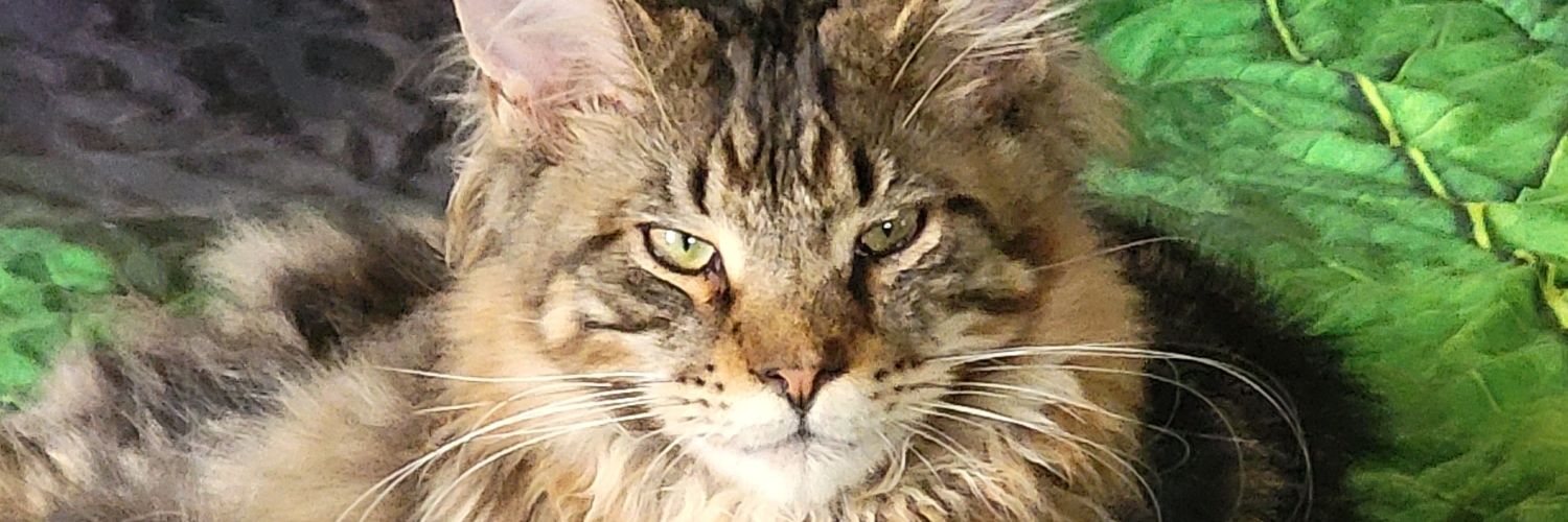 Maine Coon Cats's banner
