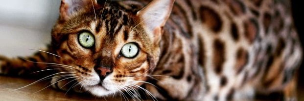 MonChatEstRoi 🐱👑's banner