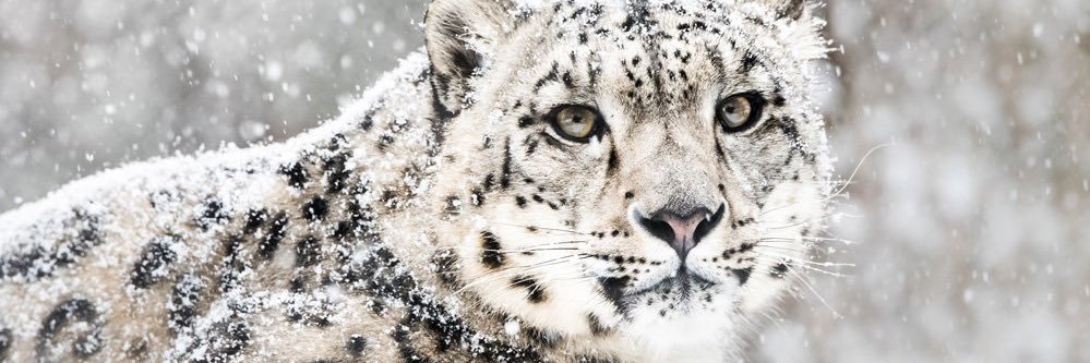 Brennus.'s banner