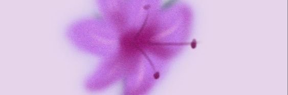 Naïka's banner