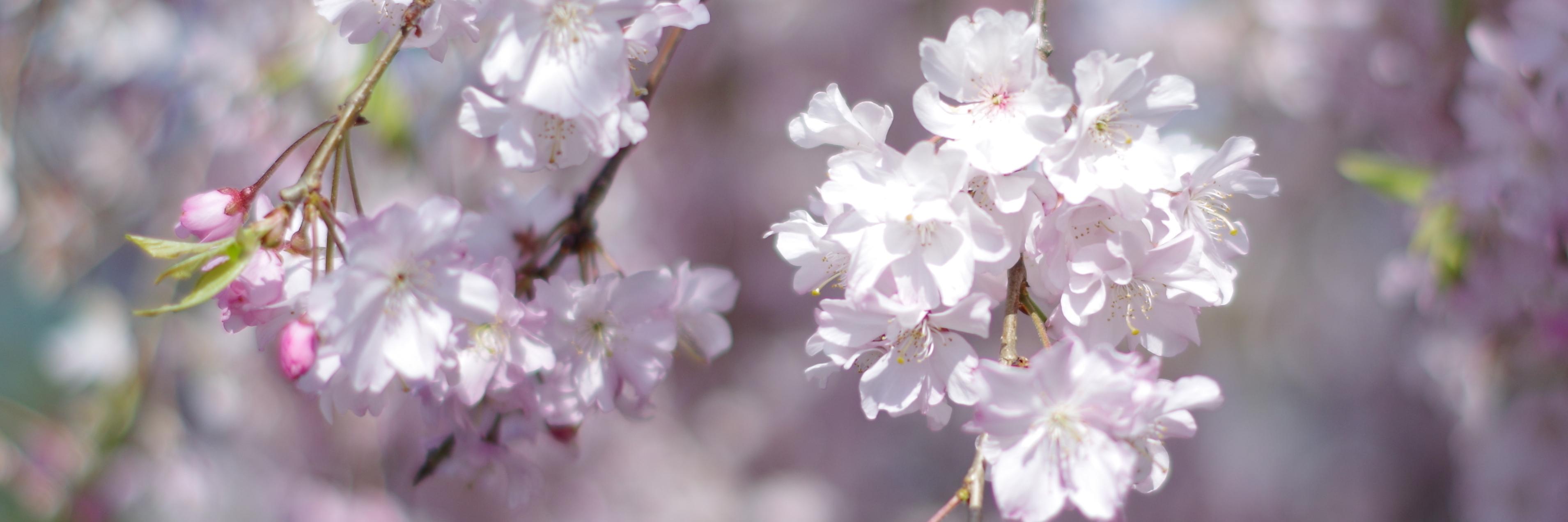 塩原桜🌸ナレーター/アナウンサー's banner