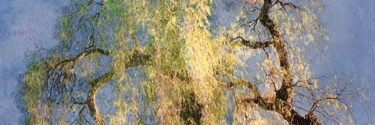 Tekin Deniz's banner