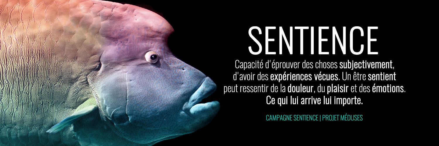 Julien S's banner