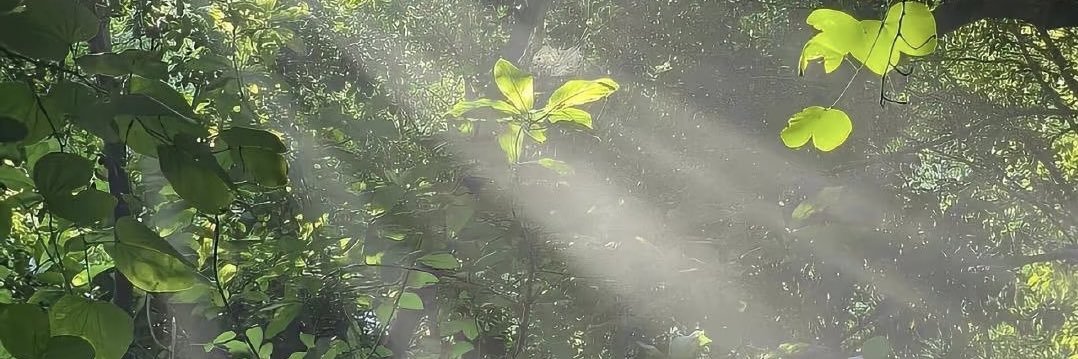 Hanna的沪漂日常's banner