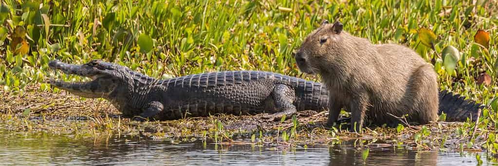 Capybaras and Frens 💚's banner