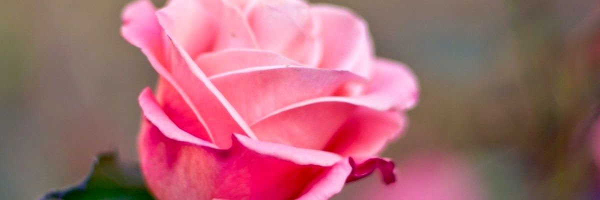 Sabrina. Malik's banner
