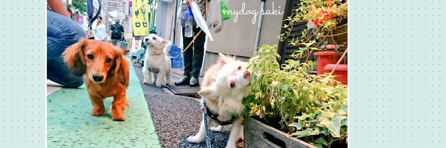 さき saki's banner