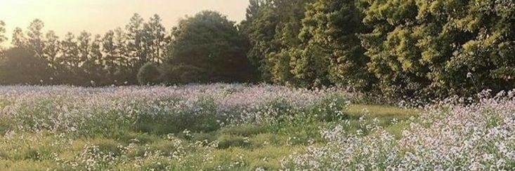 ᅠ's banner