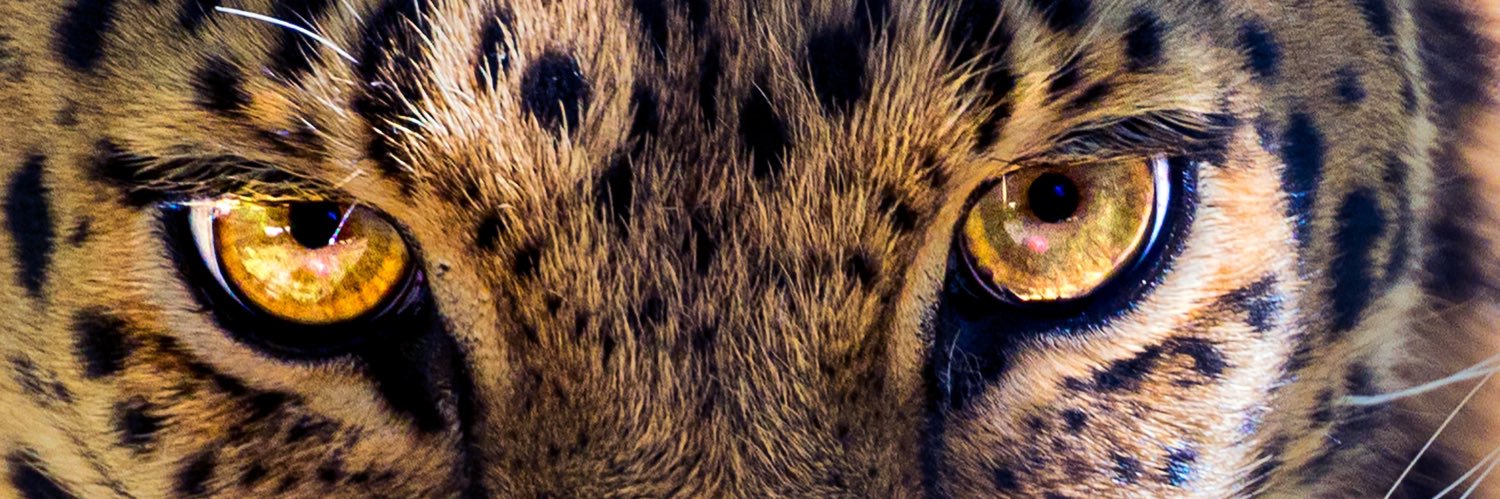 Son of Congo, NGO 🇺🇸🇨🇩 🐆's banner