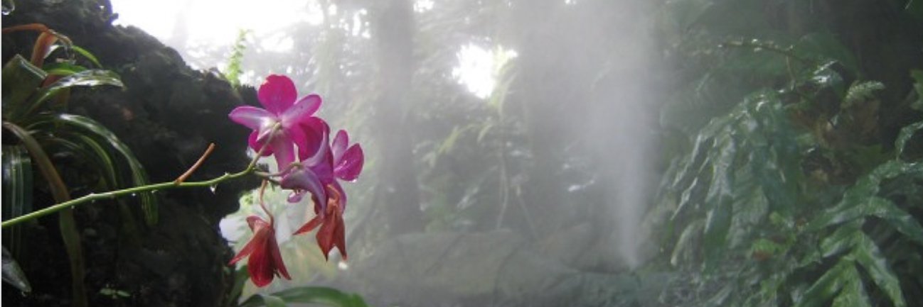 sigh ‎ ‎ ‎ ⊹ swoon's banner