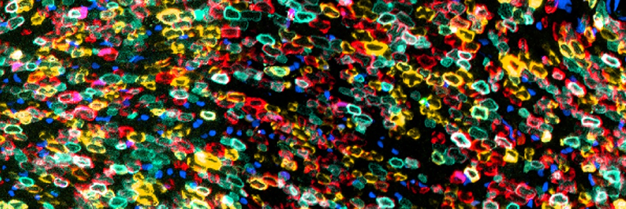 UCL Laboratory for Molecular Cell Biology's banner