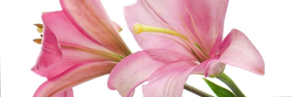 bree 🐇🌷's banner