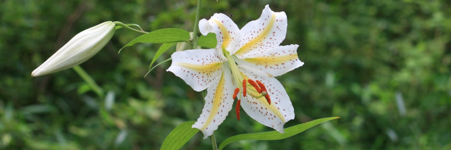 国営武蔵丘陵森林公園's banner