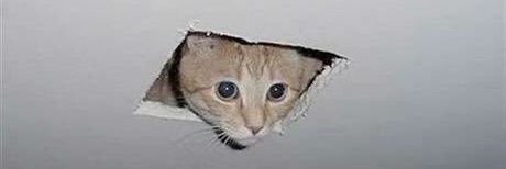 meong meong's banner