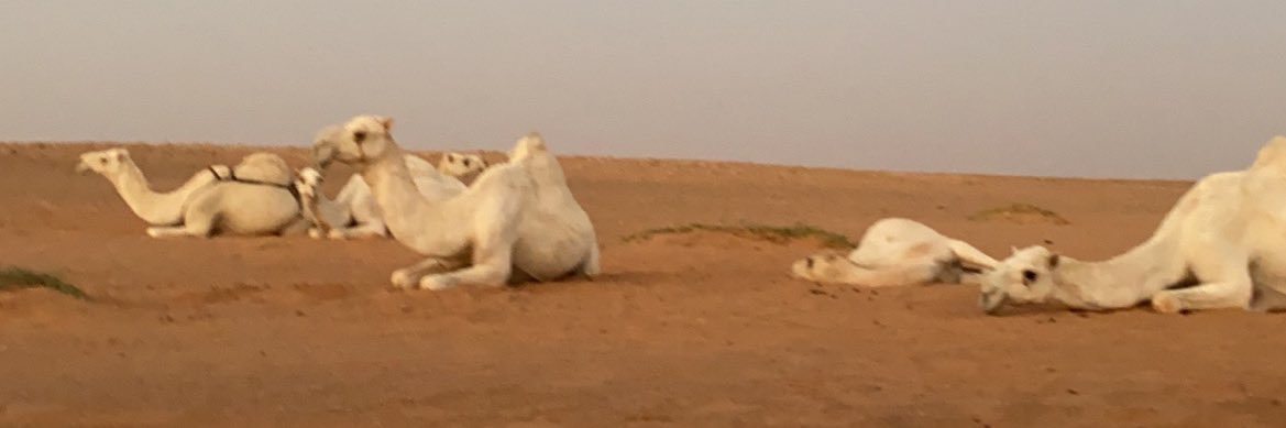ناصر العرجاني's banner