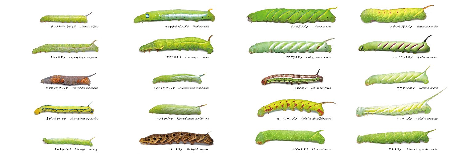 まみのすけ🐛's banner