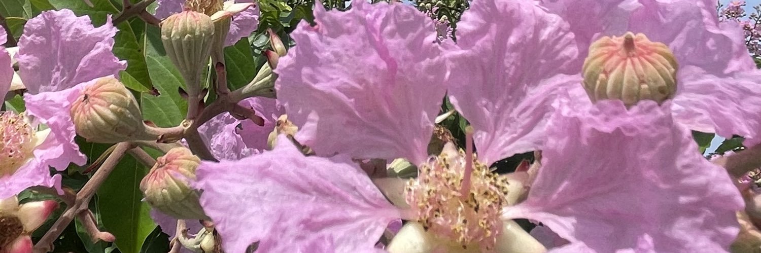 Nila 🌸's banner