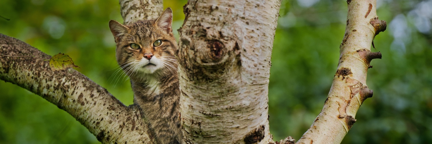 Saving Wildcats (#SWAforLIFE)'s banner