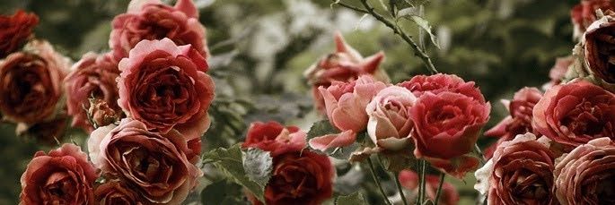 Olivia's banner