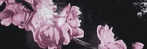 ૮ ྀིᴗ͈ . ᴗ͈ ྀིა Flora's banner