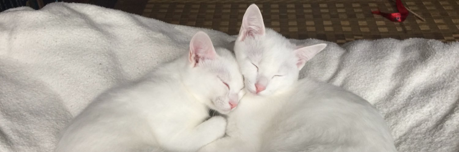 ねこいろ日記's banner