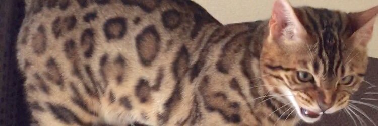 ハル ベンガルCat room's banner