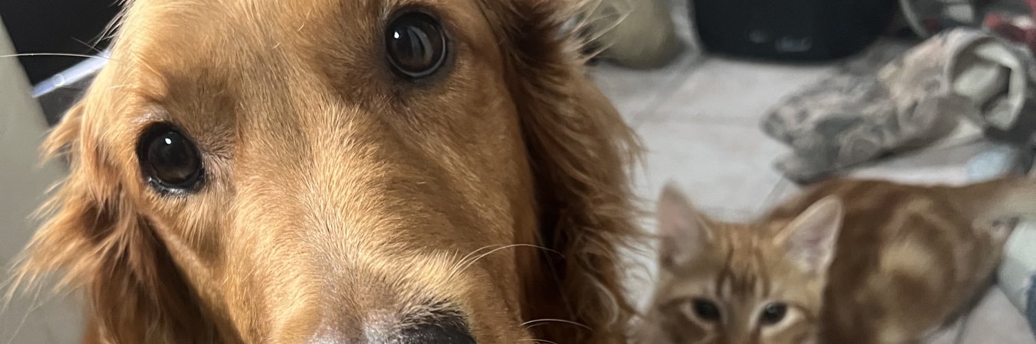 🐶 Bella&Simba 🦁's banner