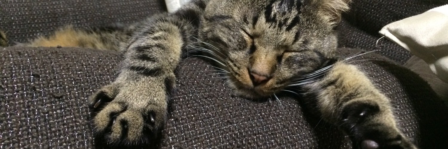 猫叉's banner