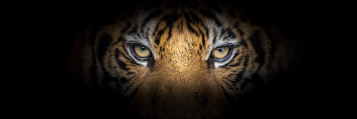 Stefan Cameron's banner