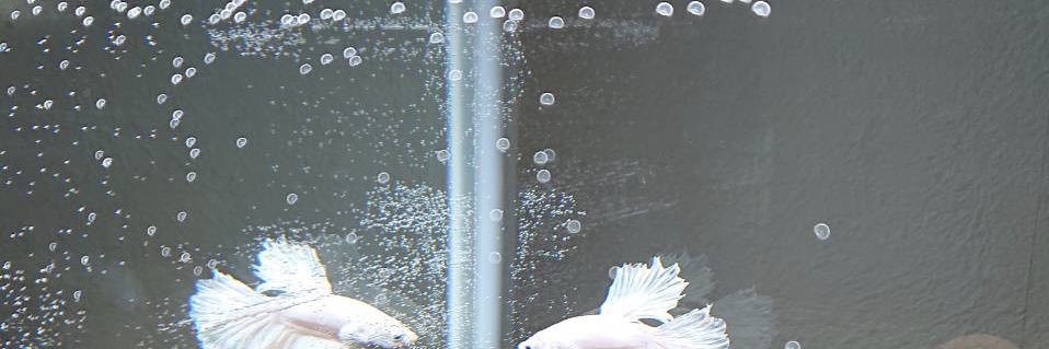 八木 海莉's banner