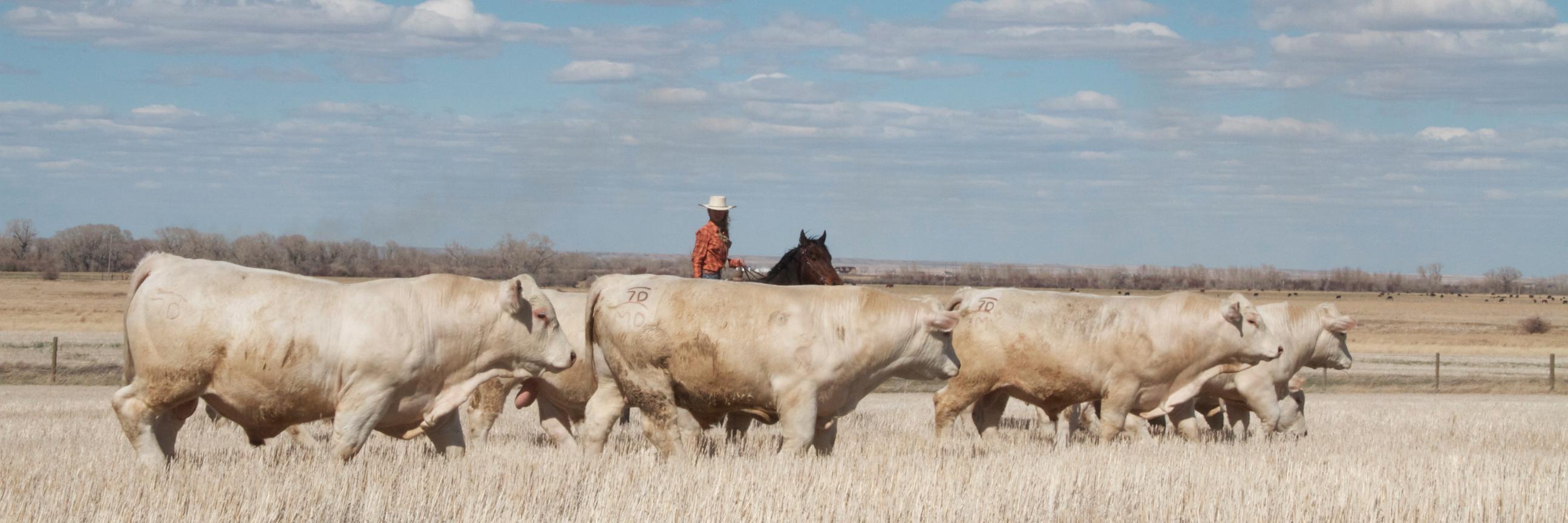 DeBruycker Charolais's banner