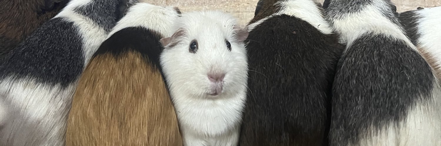 智光山公園こども動物園【公式】's banner