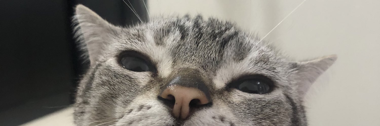 gato miu's banner