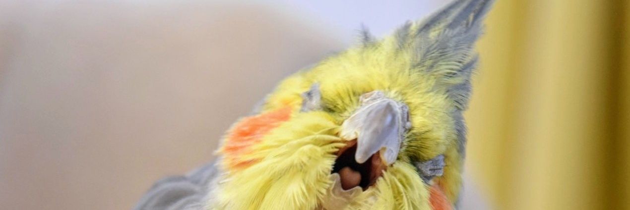 オカメインコのそらおくん's banner