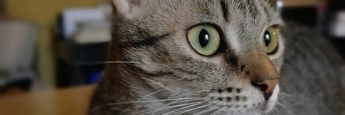 Sbuffo Tweet ♏️'s banner