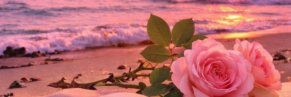 princess of flowers 🇰🇼's banner