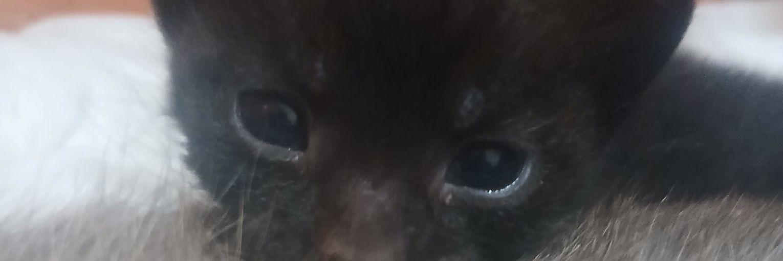 MeLTeM 🐾's banner