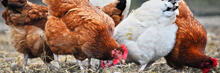 Chief Jogoo Castrator, Hen Inseminator, Egg Thief's banner