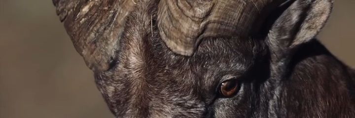 Bershir 🇺🇸🇰🇪's banner
