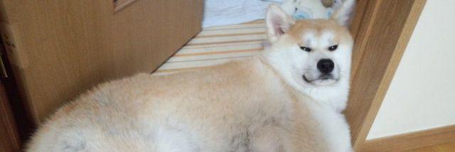 秋田犬 藤's banner