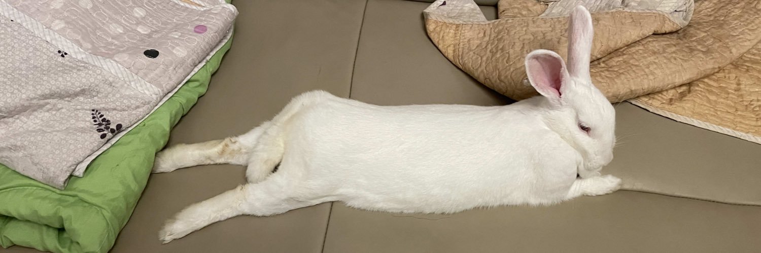 雪玲🐰's banner