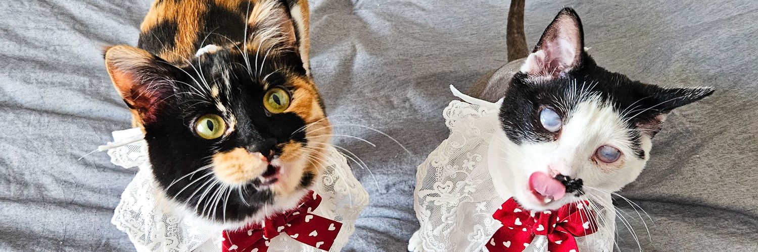 Gizem 🐾's banner