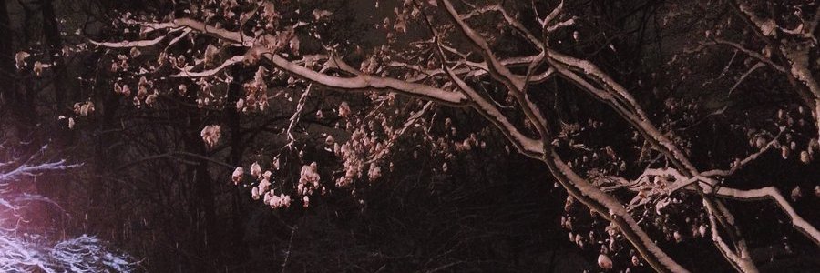 yonah⋆꙳•̩̩͙❅*̩̩͙‧͙'s banner