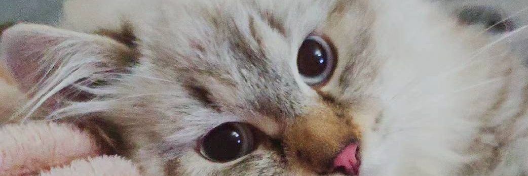 舌👅's banner