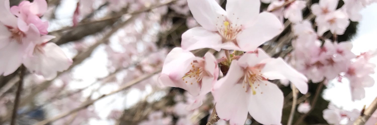 だいぼ〜2's banner