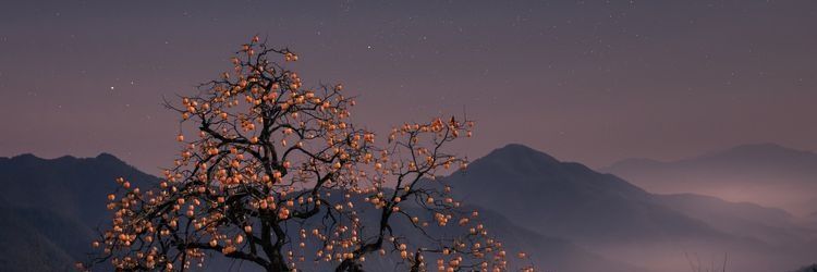 终南's banner