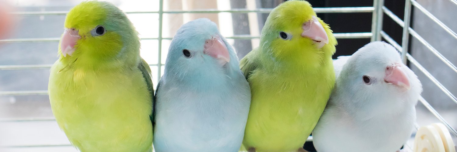 ほくのたこやき🐈‍⬛jun+🦜's banner